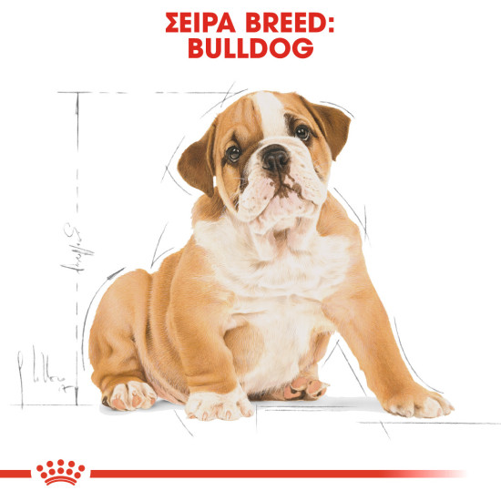 ROYAL CANIN BULLDOG PUPPY ROYAL CANIN BULLDOG PUPPY