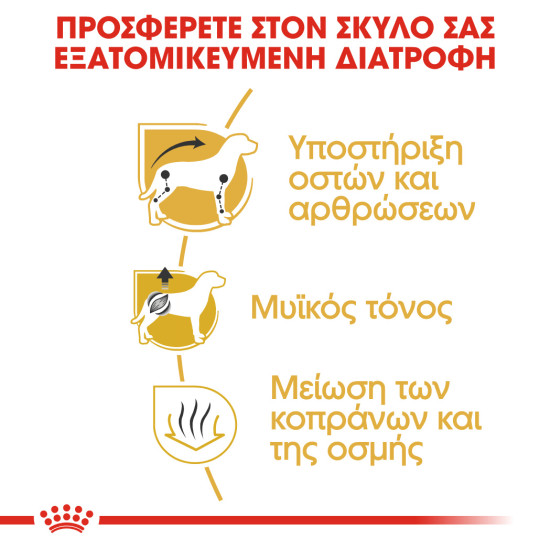 ROYAL CANIN DACHSHUND ROYAL CANIN DACHSHUND