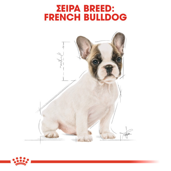 ROYAL CANIN FRENCH BULLDOG PUPPY