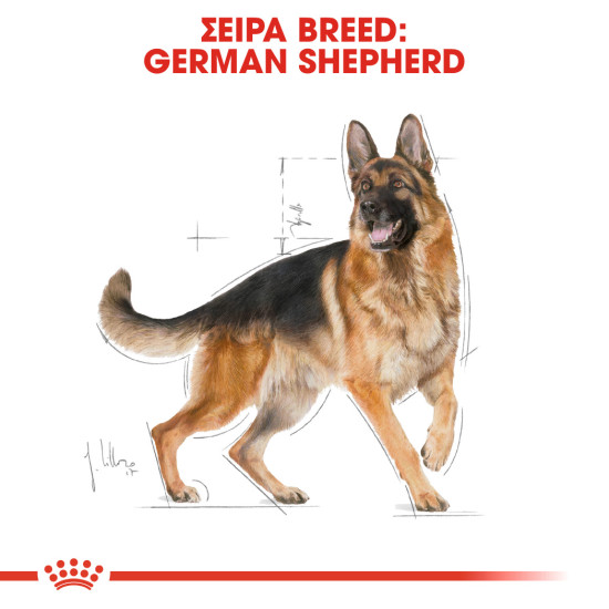 ROYAL CANIN GERMAN SHEPHERD ROYAL CANIN GERMAN SHEPHERD