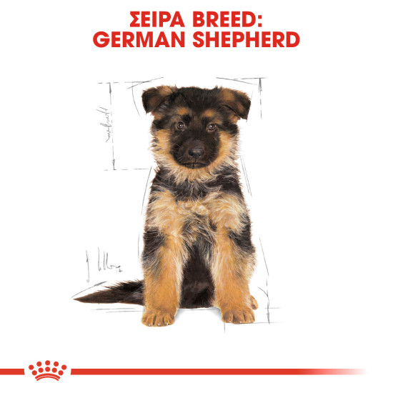 ROYAL CANIN GERMAN SHEPHERD PUPPY ROYAL CANIN GERMAN SHEPHERD PUPPY