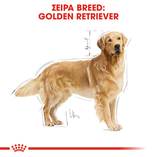 ROYAL CANIN GOLDEN RETRIEVER