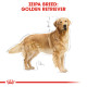 ROYAL CANIN GOLDEN RETRIEVER