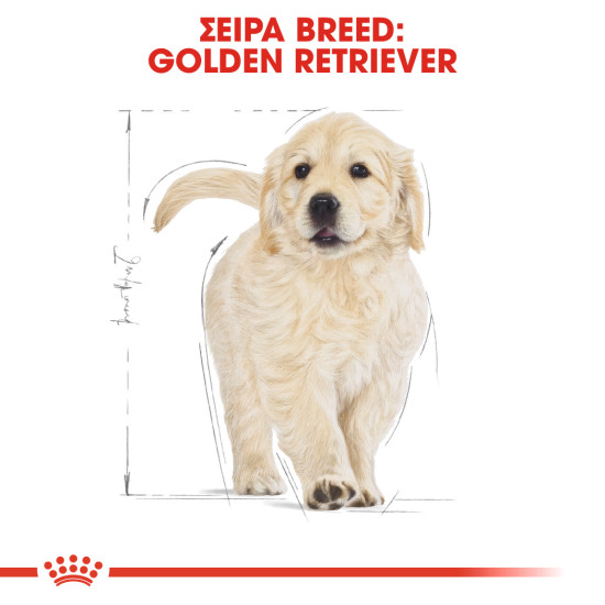 ROYAL CANIN GOLDEN RETRIEVER PUPPY