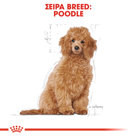 ROYAL CANIN POODLE PUPPY