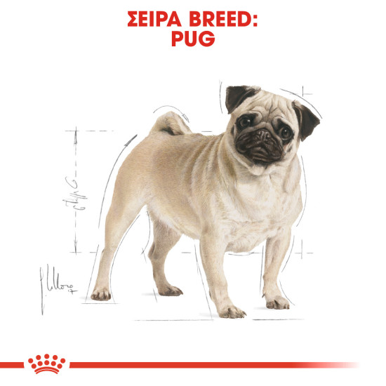 ROYAL CANIN PUG