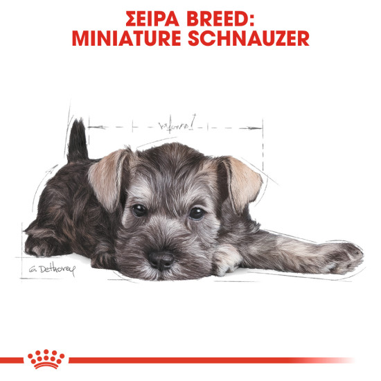 ROYAL CANIN SCHNAUZER PUPPY