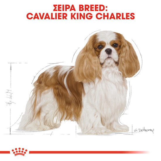 ROYAL CANIN CAVALIER KING CHARLES ROYAL CANIN CAVALIER KING CHARLES