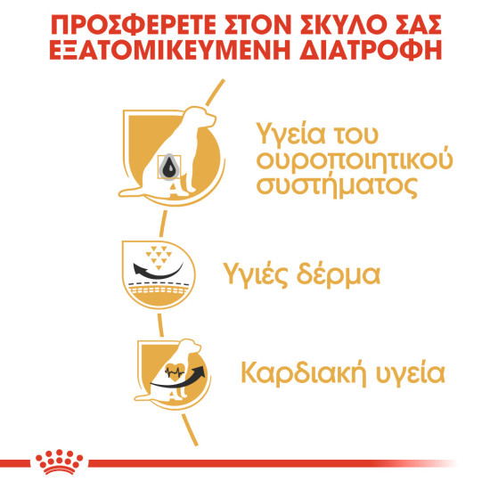 ROYAL CANIN DALMATIAN