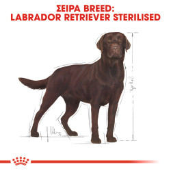 ROYAL CANIN LABRADOR STERILIZED ADULT