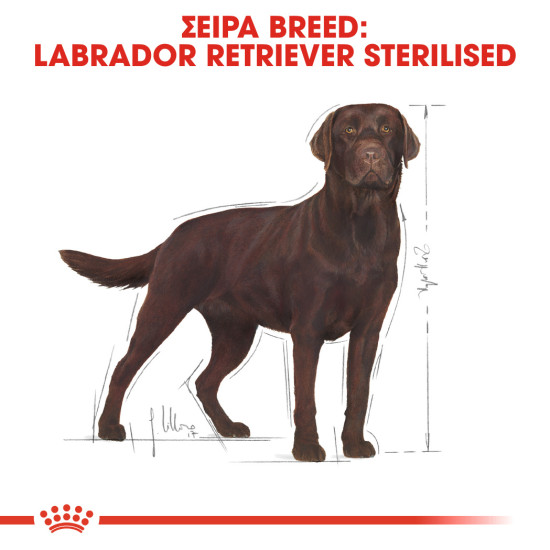 ROYAL CANIN LABRADOR STERILIZED ADULT