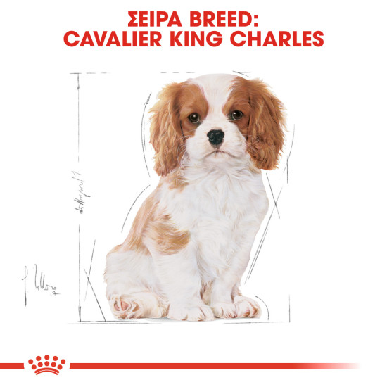 ROYAL CANIN CAVALIER KING CHARLES PUPPY