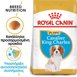 ROYAL CANIN CAVALIER KING CHARLES PUPPY