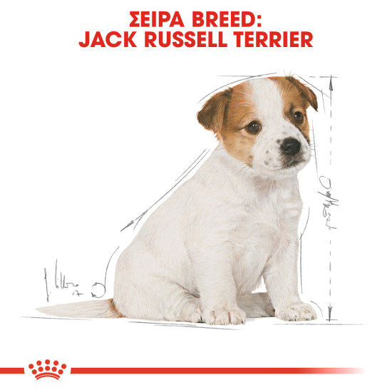 ROYAL CANIN JACK RUSSELL PUPPY ROYAL CANIN JACK RUSSELL PUPPY