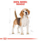 ROYAL CANIN BEAGLE ADULT ROYAL CANIN BEAGLE ADULT
