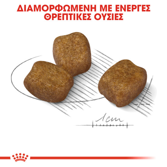 ROYAL CANIN MINI DENTAL CARE
