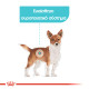 ROYAL CANIN MINI URINARY CARE