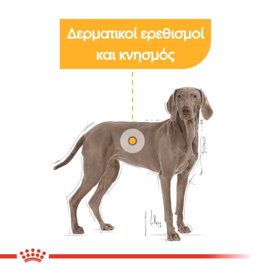 ROYAL CANIN MAXI DERMACOMFORT