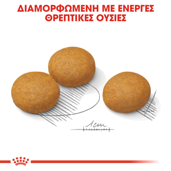 ROYAL CANIN MAXI DERMACOMFORT