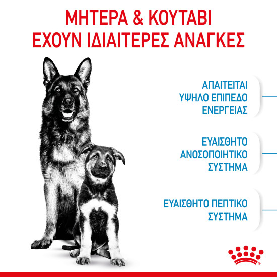 ROYAL CANIN MAXI STARTER ROYAL CANIN MAXI STARTER
