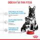 ROYAL CANIN MAXI STARTER ROYAL CANIN MAXI STARTER