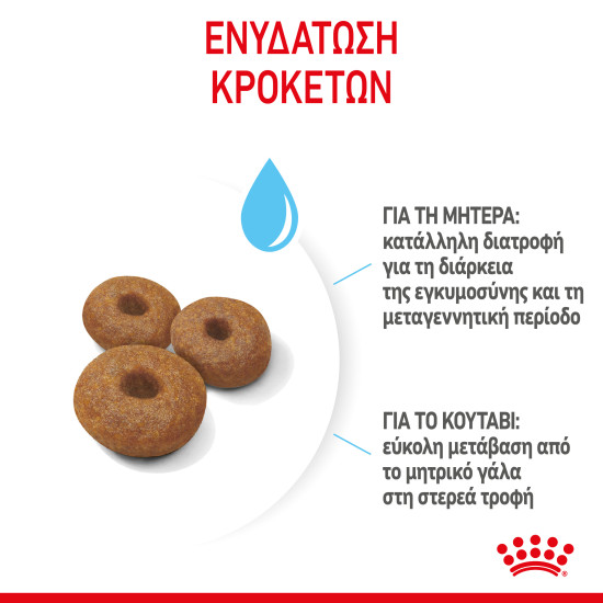 ROYAL CANIN MAXI STARTER ROYAL CANIN MAXI STARTER
