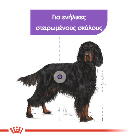 ROYAL CANIN MAXI STERILISED