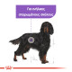 ROYAL CANIN MAXI STERILISED