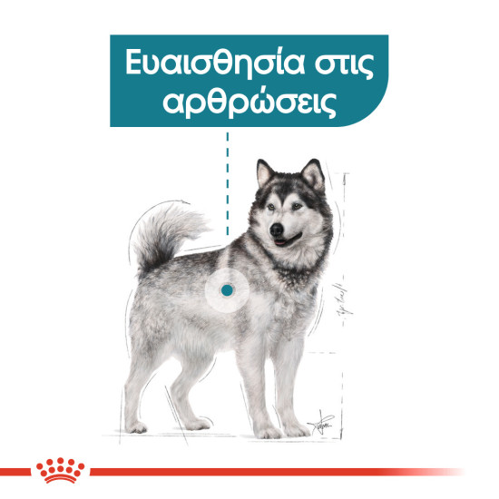 ROYAL CANIN MAXI JOINTCARE