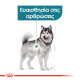 ROYAL CANIN MAXI JOINTCARE