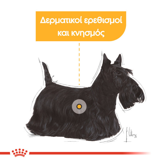 ROYAL CANIN DERMACOMFORT CARE LOAF 12X ROYAL CANIN DERMACOMFORT CARE LOAF 12X