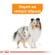 ROYAL CANIN COAT BEAUTY CARE LOAF 12X ROYAL CANIN COAT BEAUTY CARE LOAF 12X