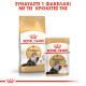 ROYAL CANIN PERSIAN ROYAL CANIN PERSIAN