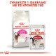 ROYAL CANIN EXIGENT33 AROMATIC ROYAL CANIN EXIGENT33 AROMATIC