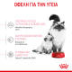 ROYAL CANIN MOTHER & BABYCAT ROYAL CANIN MOTHER & BABYCAT