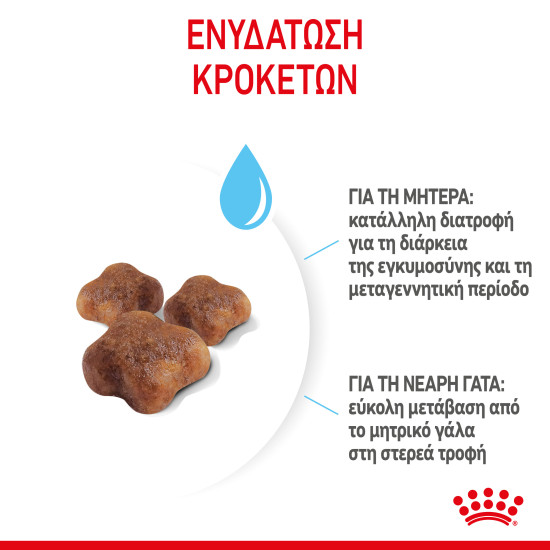ROYAL CANIN MOTHER & BABYCAT ROYAL CANIN MOTHER & BABYCAT