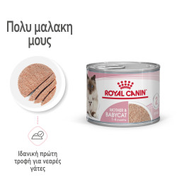 ROYAL CANIN BABYCAT CAN 12X
