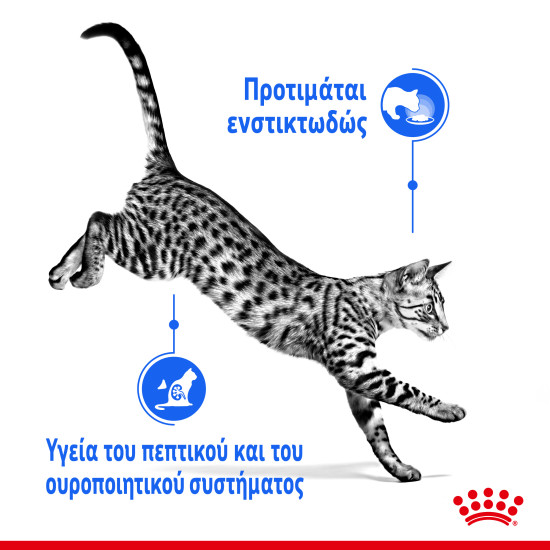 ROYAL CANIN INDOOR JELLY 12X ROYAL CANIN INDOOR JELLY 12X