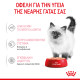 ROYAL CANIN KITTEN LOAF 12X ROYAL CANIN KITTEN LOAF 12X